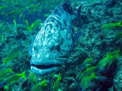 Giant cod