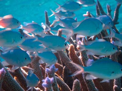 Fiji corals