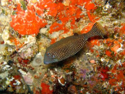 Cute fish and beautiful corals