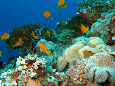 Fiji corals