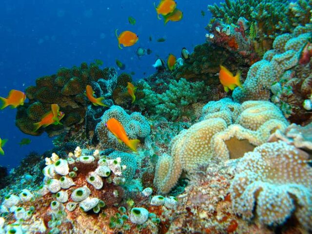 Fiji corals, Jetski-Safari, Fiji