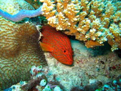 Amazing underwater life