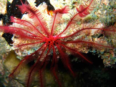 Beauty under water