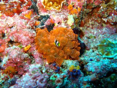 Snorkelling on the reef