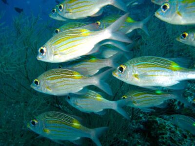 Snorkelling in lagoon