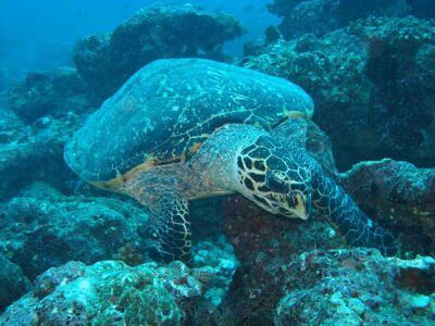 Pacific turtle
