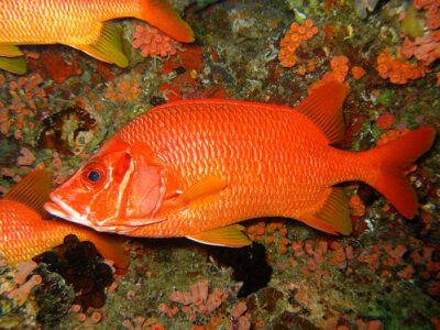 Snorkelling wonders