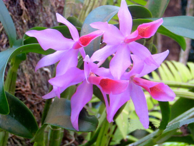 Fiji flowers, Jetski-Safari, Fiji