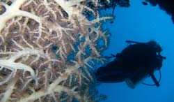 Diving in Beqa Lagoon near Pacific Harbour