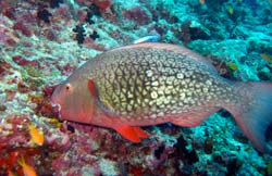 Snorkelling among reef fish in Beqa Lagoon