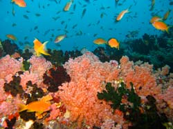 Coral and reef fish in Beqa Lagoon